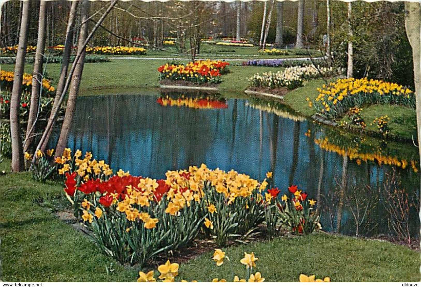 Pays-Bas - Nederland - Lisse - Keukenhof - Fleurs - CPM - Voir Scans Recto-Verso - Lisse