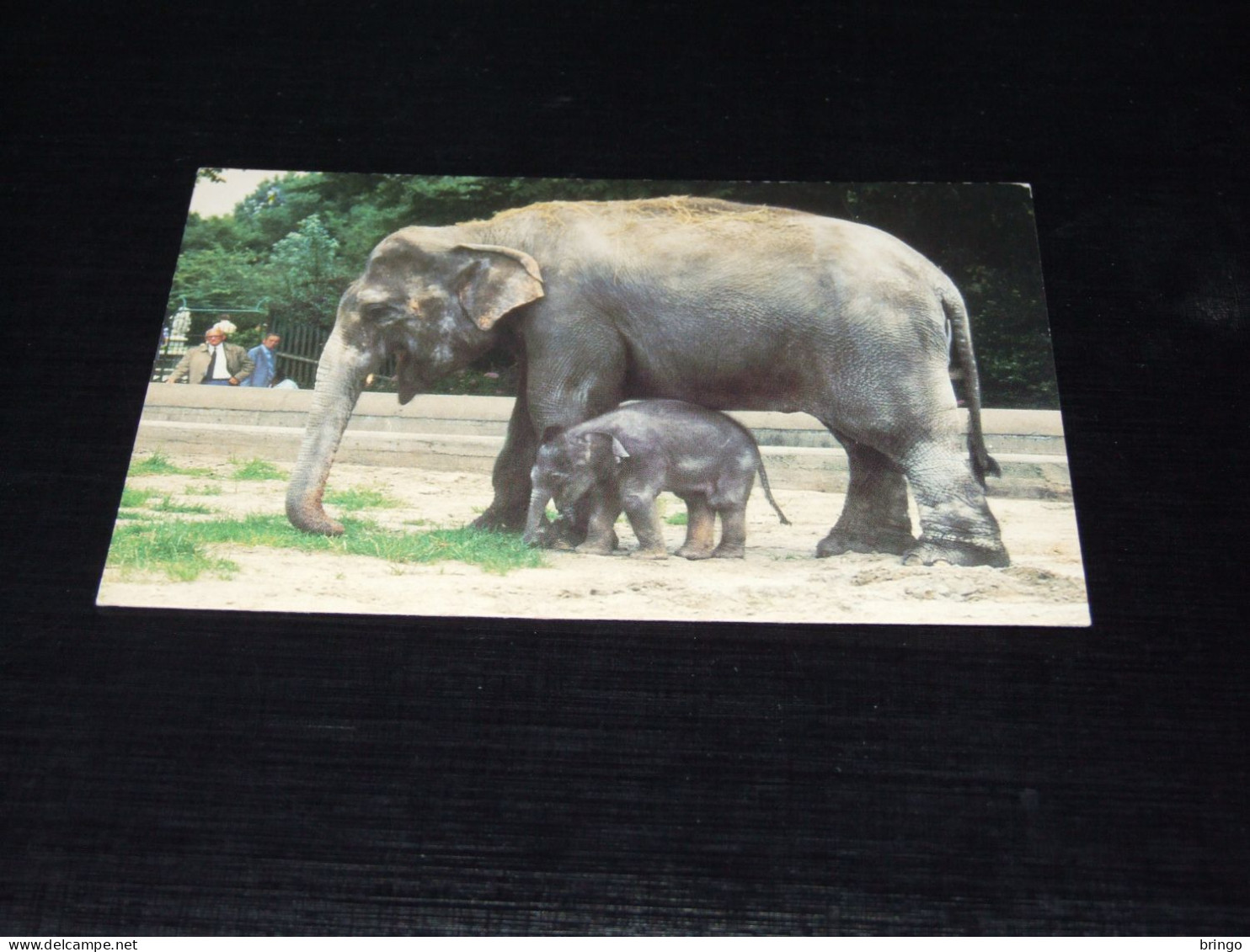 75660-         ROTTERDAM, DIERGAARDE BLIJDORP, OLIFANT / ELEPHANT - Elefanti