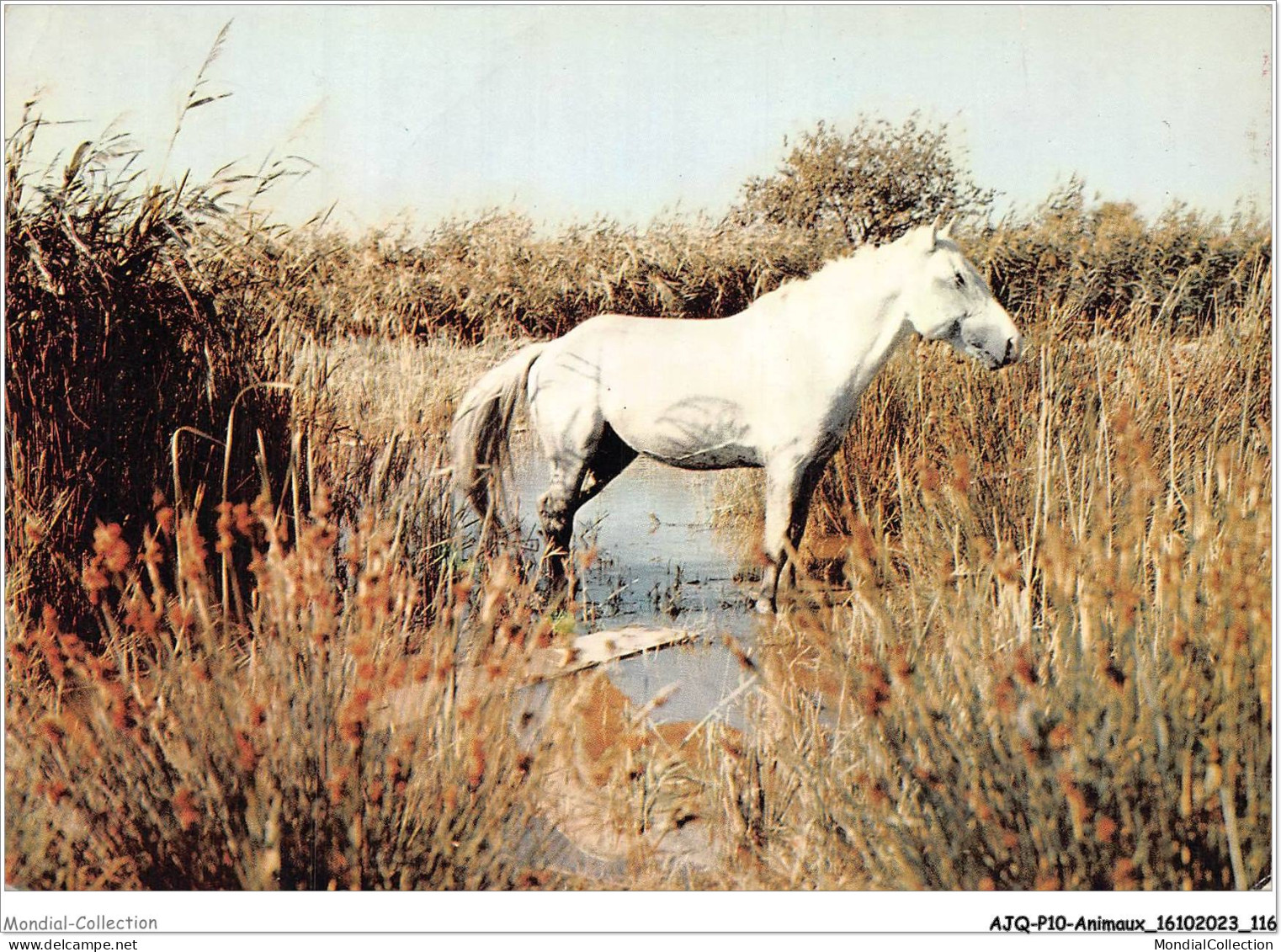 AJQP10-0992 - ANIMAUX - CRIN BLANC - CHEVAL CAMARGUAIS  - Chevaux