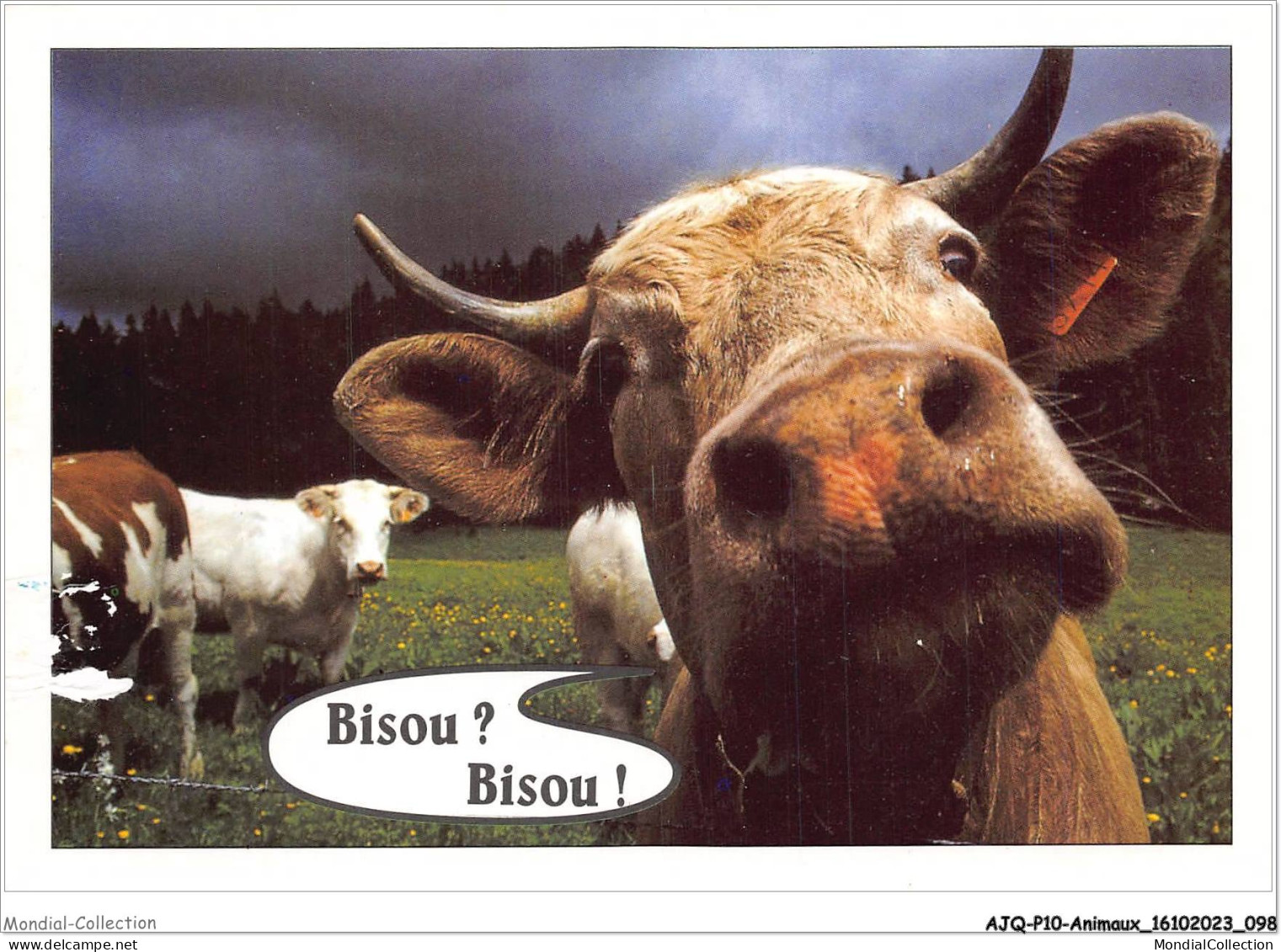 AJQP10-0983 - ANIMAUX - BISOU - BISOU  - Cows