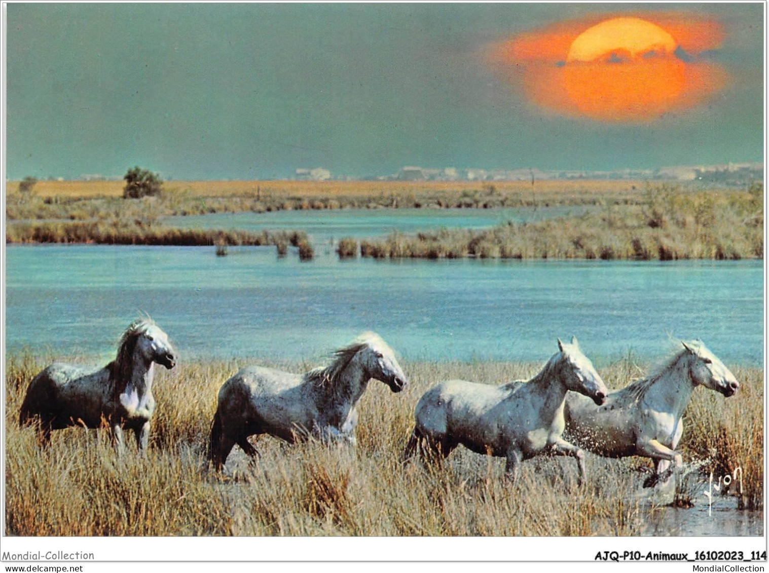 AJQP10-0991 - ANIMAUX - CHEVAUX - EN CAMARGUE  - Horses