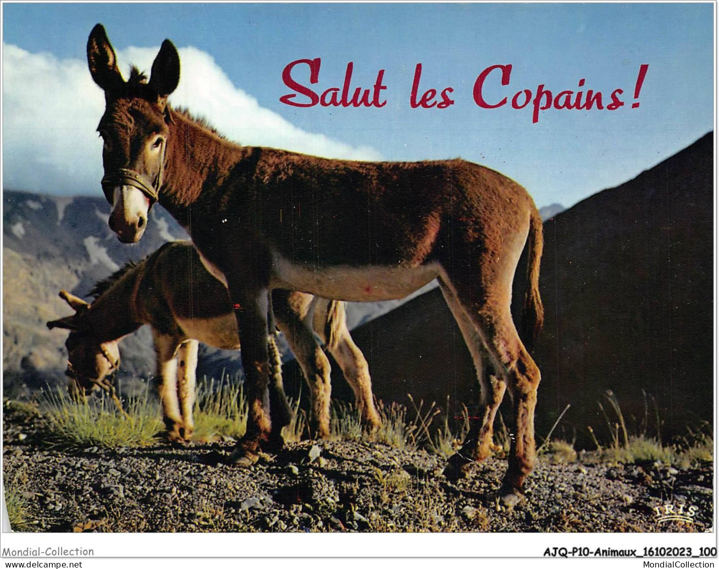 AJQP10-0984 - ANIMAUX - SALUT LES COPAINS  - Donkeys