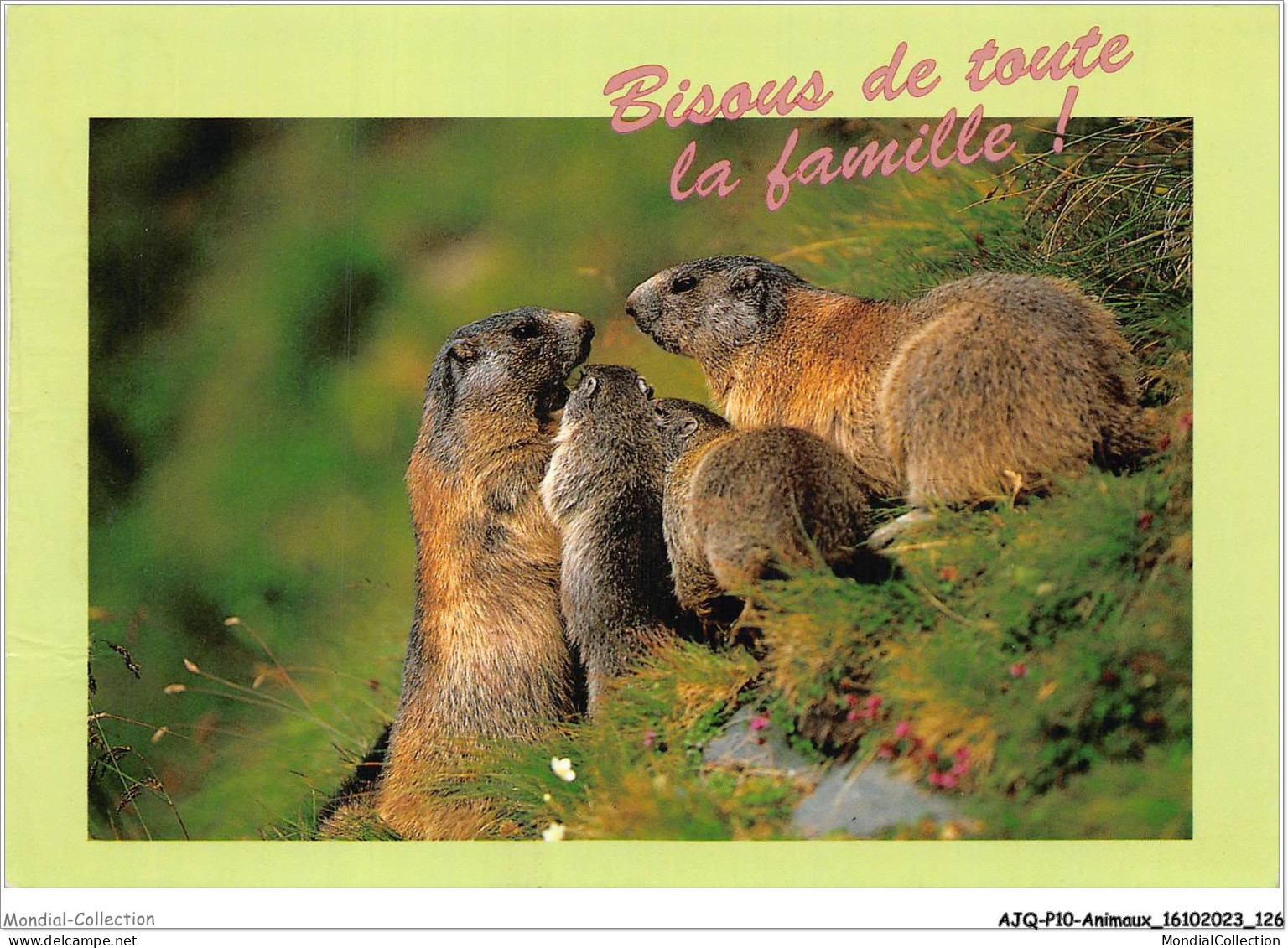 AJQP10-0997 - ANIMAUX - BISOUS DE TOUTE LA FAMILLE  - Éléphants