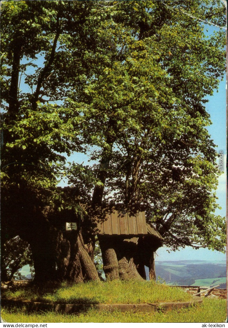 Ansichtskarte   Augustusburg Schloss Augustusburg: Alte Schloßlinde 1980 - Augustusburg