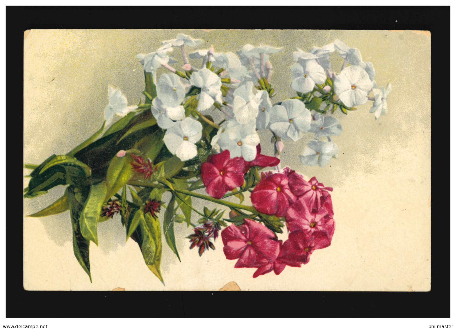 AK Blumen Stilleben Rot Weiss Blüten Zweige Stauden-Phlox, Meschede 29.11.1924 - Sonstige & Ohne Zuordnung