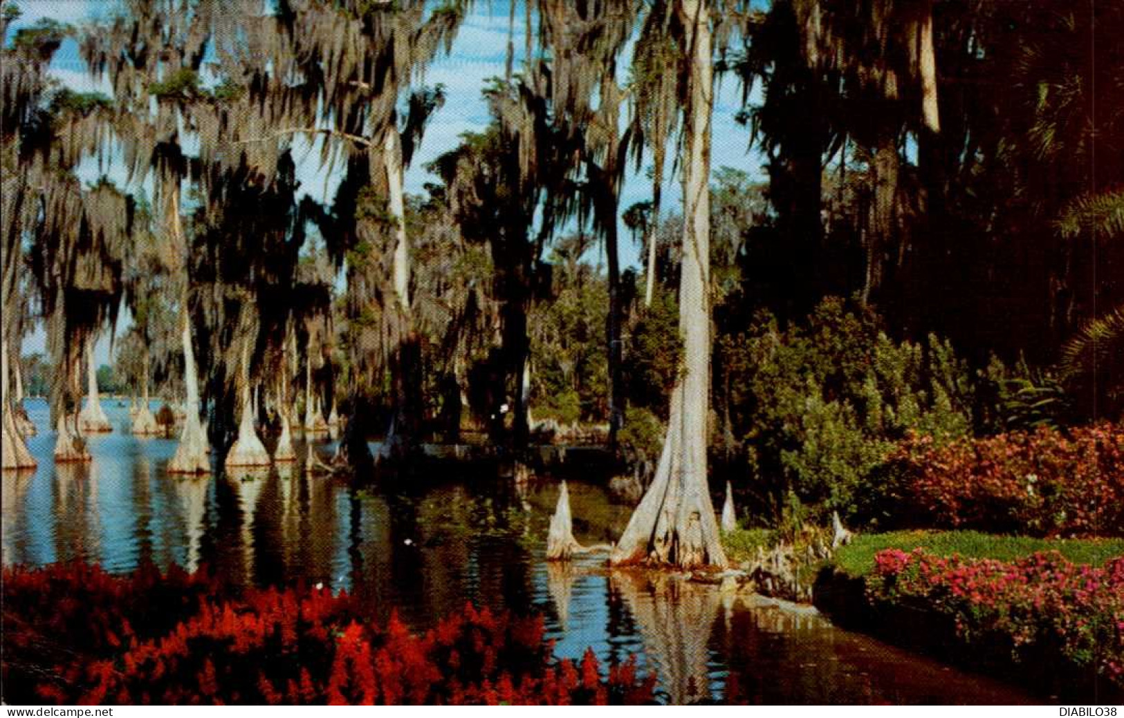 CYPRESS TREES  ( FLORIDE ) - Alberi