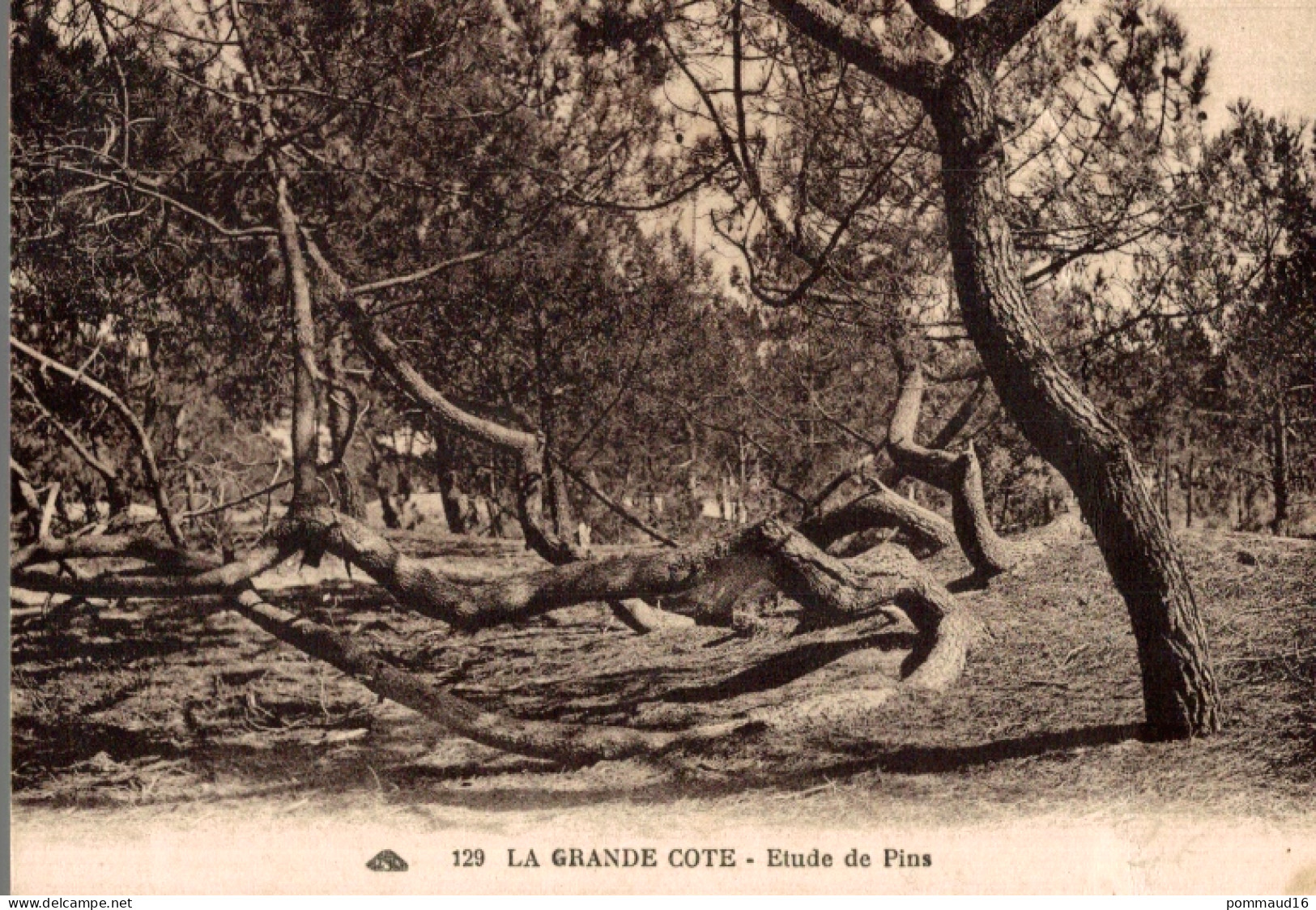 CPA La Grande Côte étude De Pins - Bäume