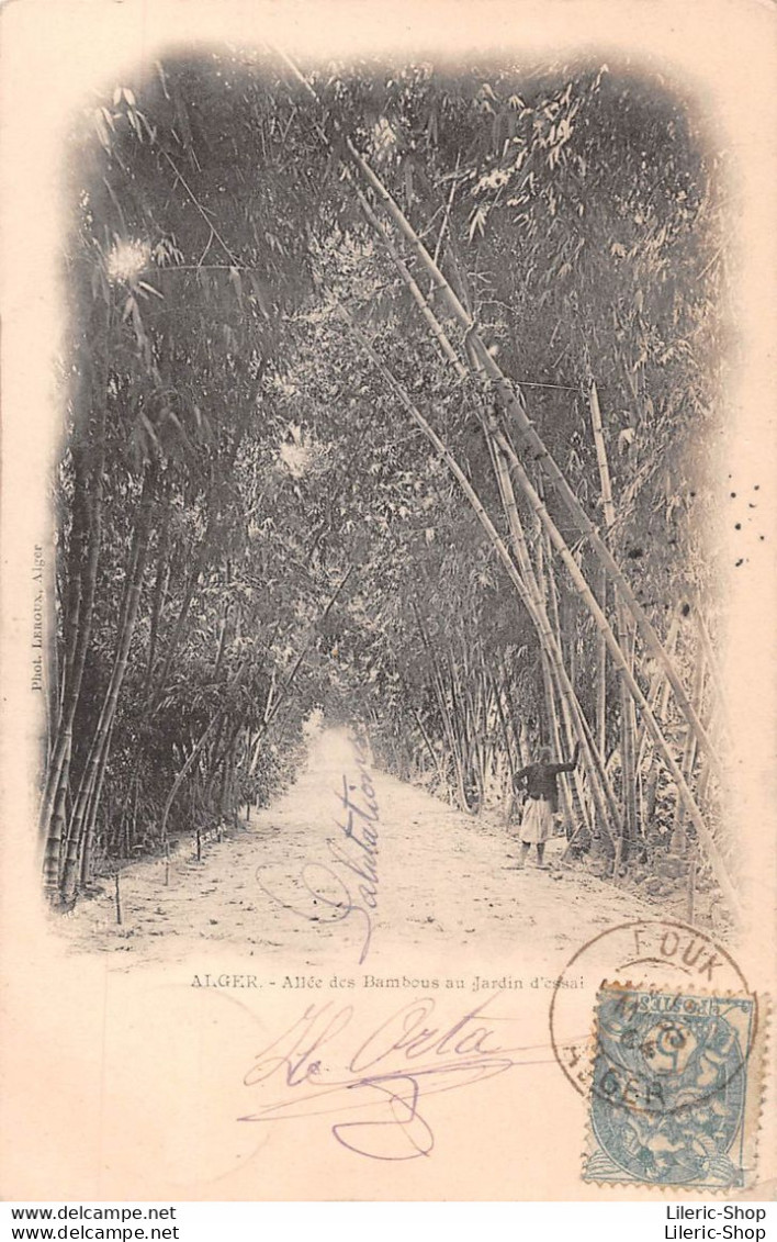 ALGER - Allée Des Bambous - Jardin D'Essai CPA  1904 ( ͡♥ ͜ʖ ͡♥) ♥ - Algiers