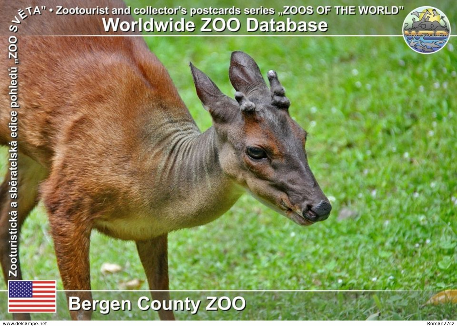 00937 Bergen County ZOO, US - Mexican Red Brocket (Mazama Temama) - Altri & Non Classificati