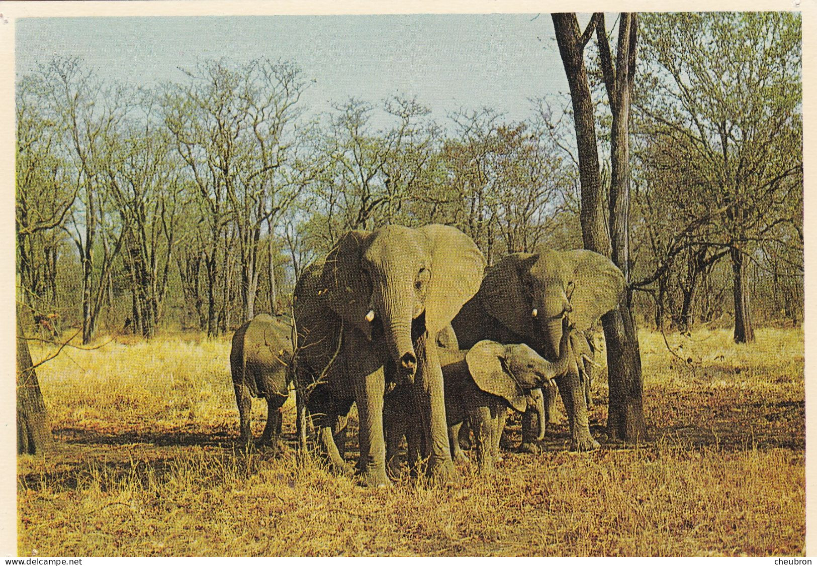 ANIMAUX & FAUNE.  CPSM. ELEPHANTS."HERD OF ELEPHANTS AND THEIR CALVES "  AFRIQUE DU SUD. NATURAL GAME RESERVES - Olifanten