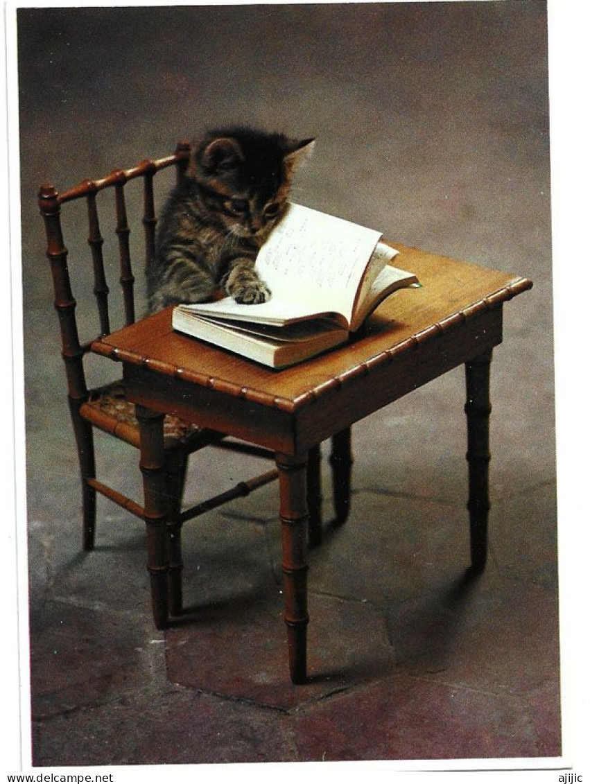 Chat Lecteur.  Postcard - Cats
