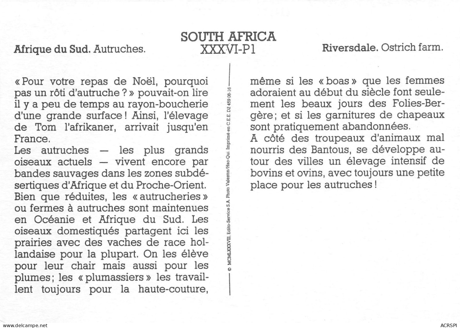 Afrique Du Sud Autruches (SCAN RECTO VERSO)NONO0076 - Afrique Du Sud