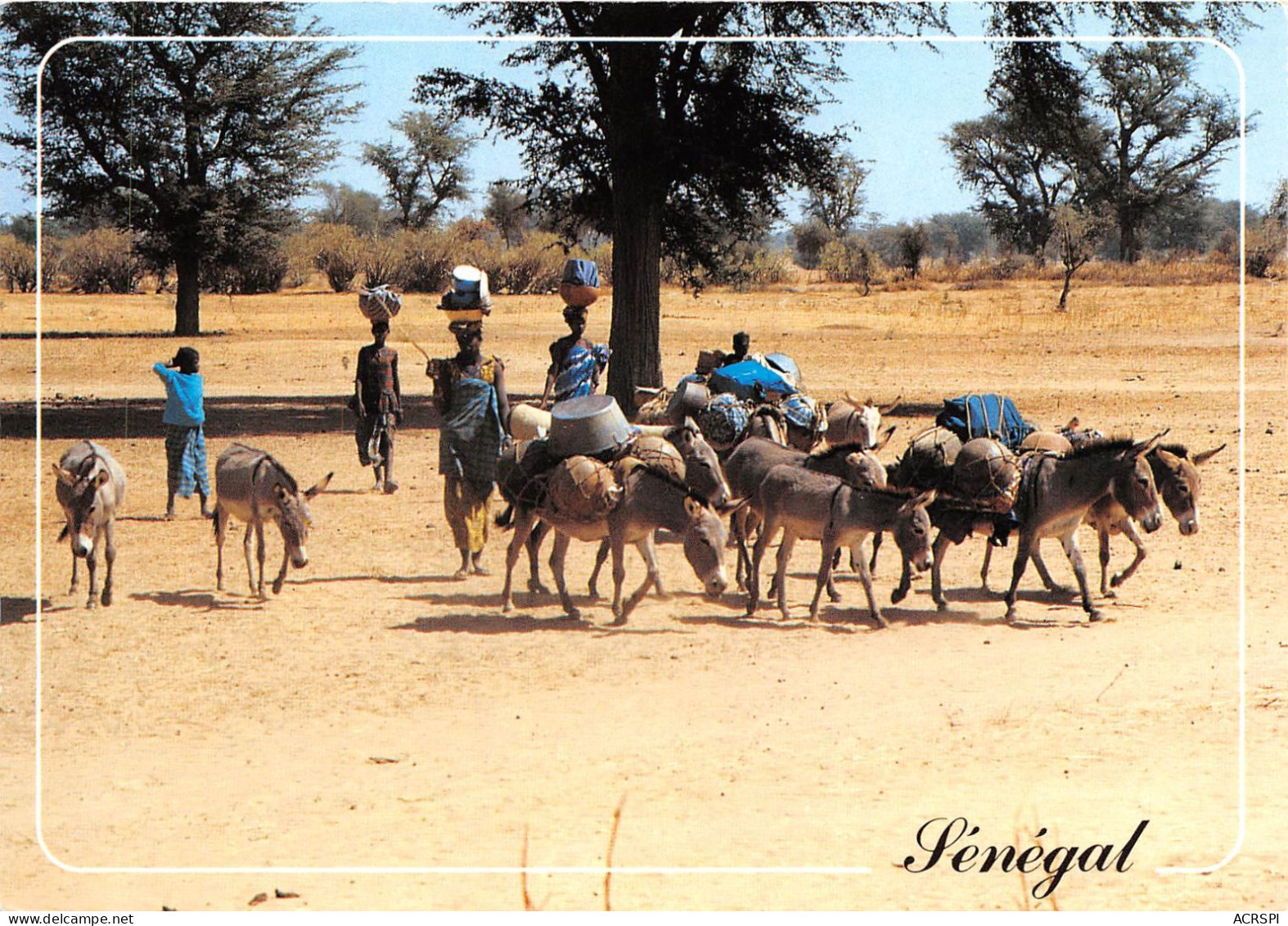 SENEGAL  Couleurs Du Senegal(SCAN RECTO VERSO)NONO0059 - Senegal