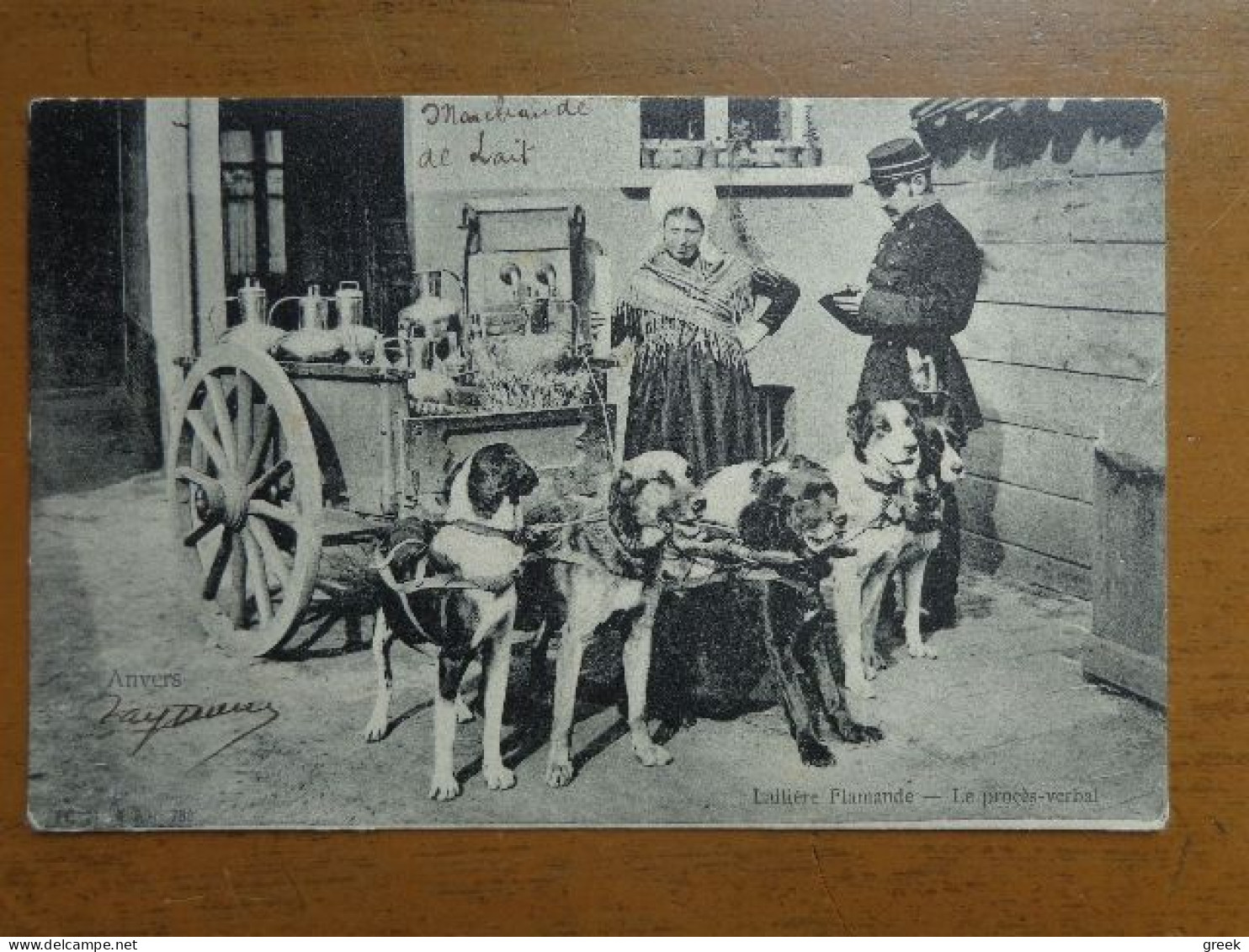 Antwerpen - Anvers: Laitière Flamande, Le Proces Verbal (hond, Dog, Chien) -> Beschreven 1903 - Antwerpen