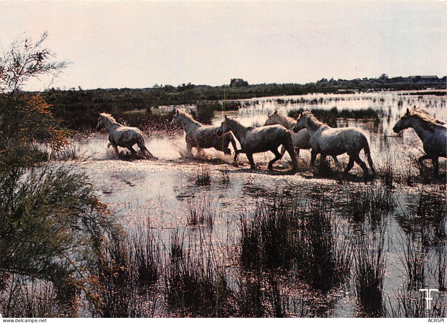 21 Cartes De Camargue Saintes Marie De La Mer Etc (scan Recto-verso) OO 0923 - Saintes Maries De La Mer