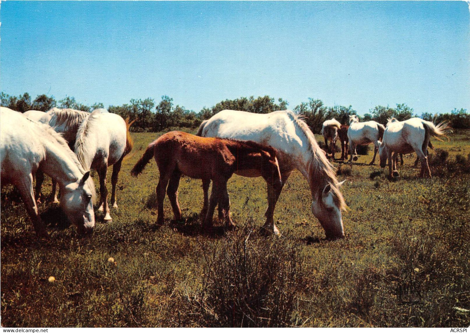 21 cartes de camargue saintes marie de la mer etc (scan recto-verso) OO 0923