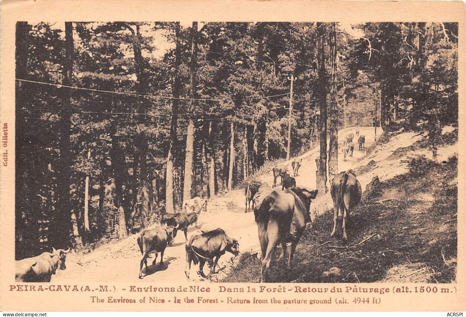 PEIRA-CAVA - Environs De Nice - Dans La Forêt - Retour Du Pâturage  (scan Recto-verso) OO 0972 - Carnival