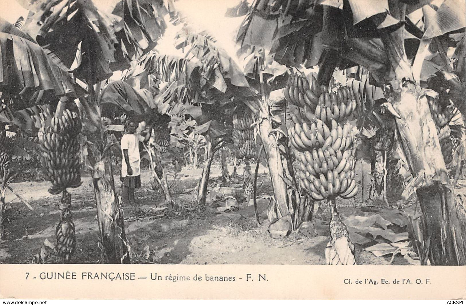 GUINEE Francaise  Un Regime De Bananes  (scan Recto-verso) OO 0963 - Französisch-Guinea