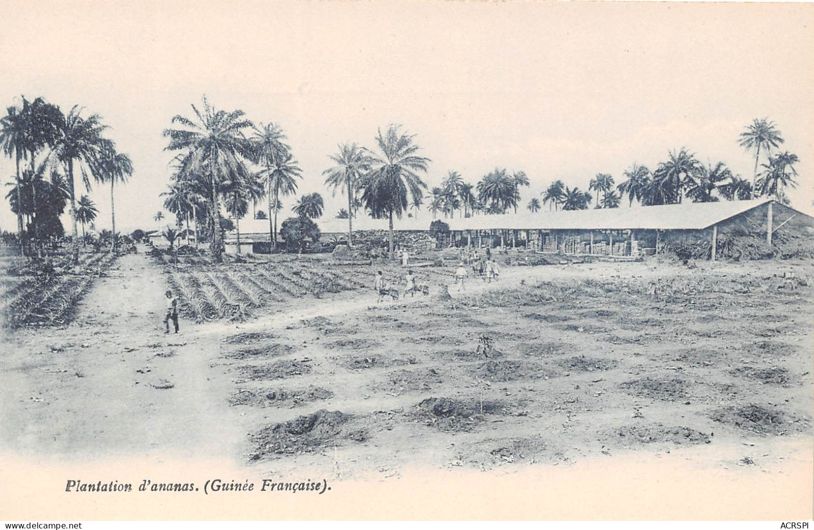 GUINEE Francaise EXPLOITATION AGRICOLE  Une Plantation D'ANANAS Ferme (scan Recto-verso) OO 0950 - French Guinea