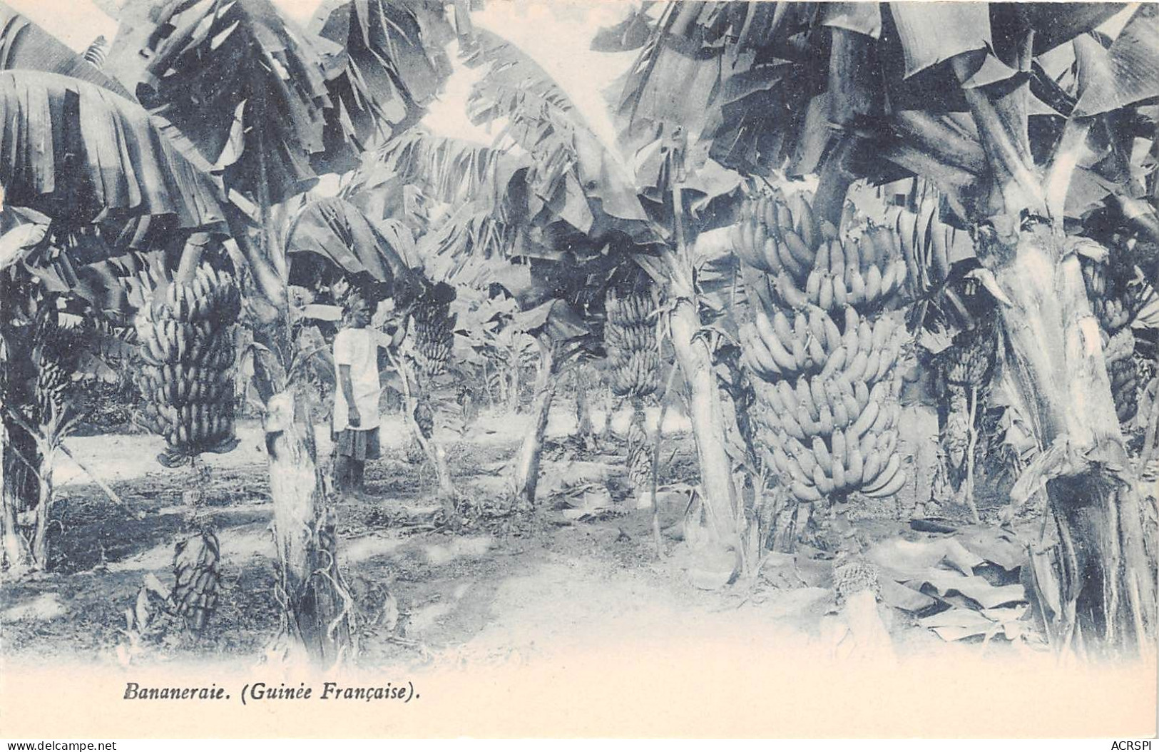 GUINEE Francaise EXPLOITATION AGRICOLE Une BANANERAIE   (scan Recto-verso) OO 0950 - French Guinea