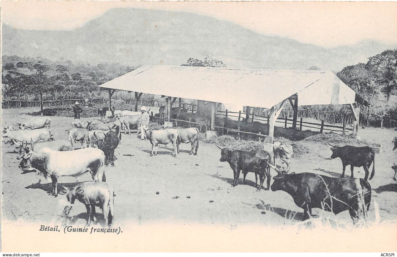 GUINEE Francaise EXPLOITATION AGRICOLE Le BETAIL (scan Recto-verso) OO 0950 - French Guinea