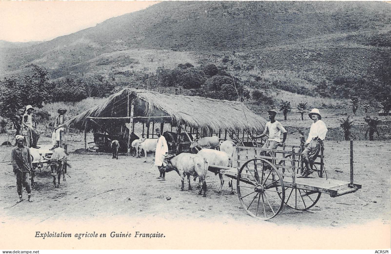 GUINEE Francaise EXPLOITATION AGRICOLE. ATTELAGES DE BOEUFS (scan Recto-verso) OO 0950 - Guinée Française