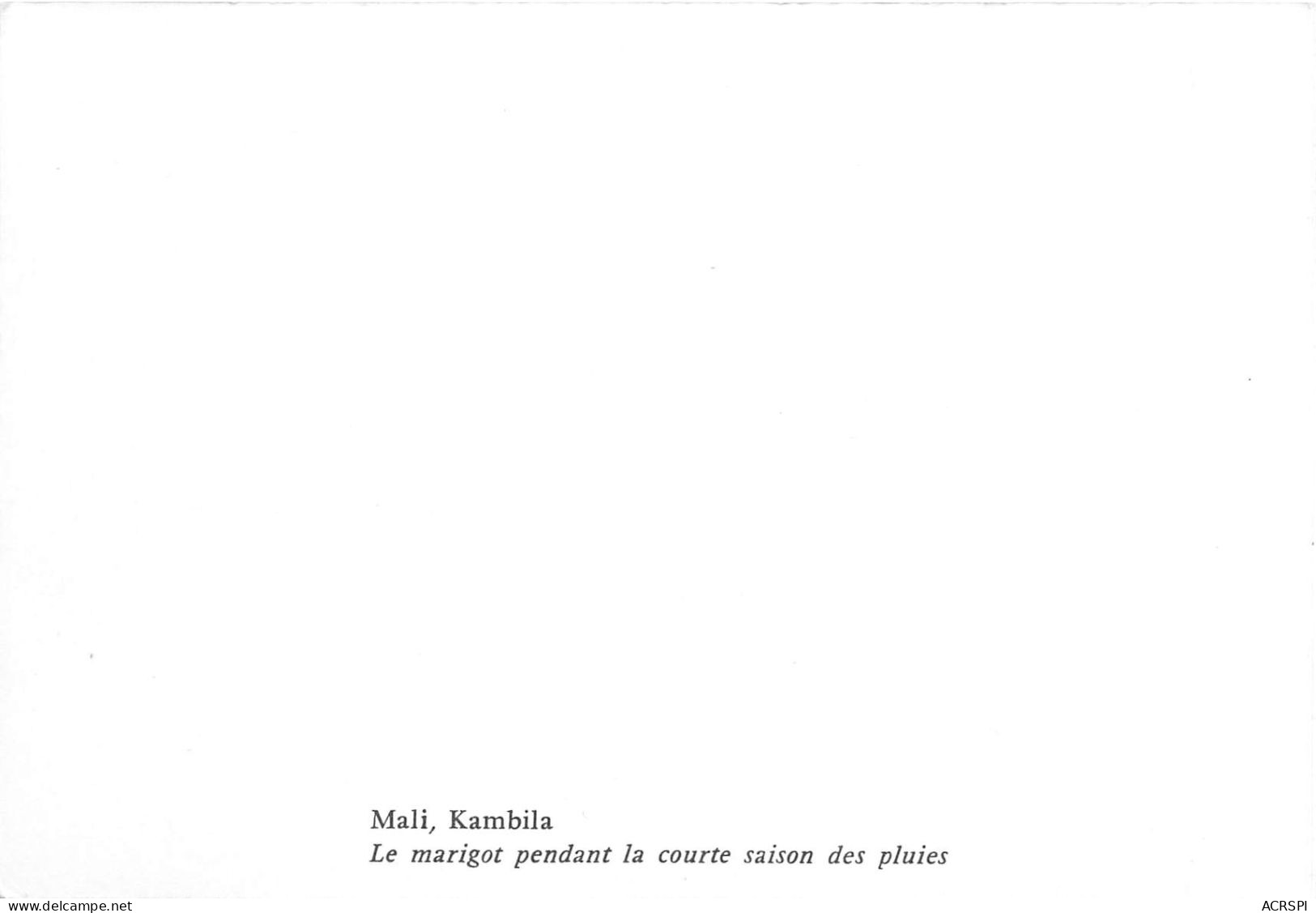 MALI  Soudan Francais  KAMBILA Le Marigot Pendant La Courte Saison Des Pluies (scan Recto-verso) OO 0937 - Malí
