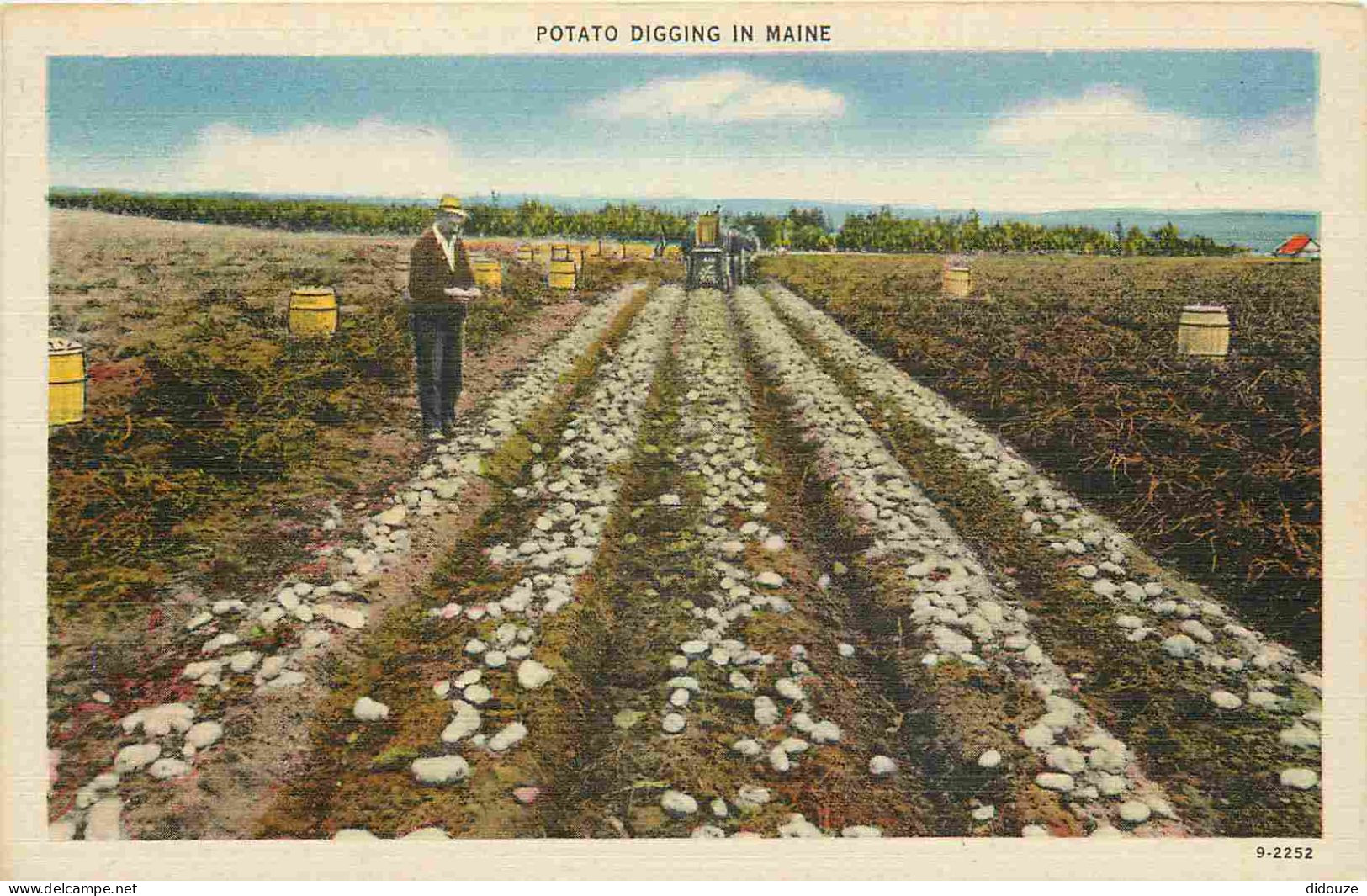 Etats Unis - Agriculture - Potato Digging In Maine - Animée - Colorisée - CPA - Voir Scans Recto-Verso - Autres & Non Classés