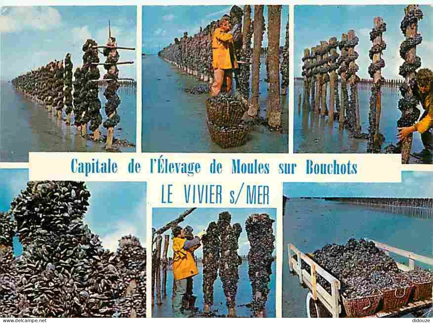 Metiers - Mytiliculture - Culture Des Moules - Mytilicultureur - Le Vivier Sur Mer - Capitale De L'èlevage Des Moules De - Pêche