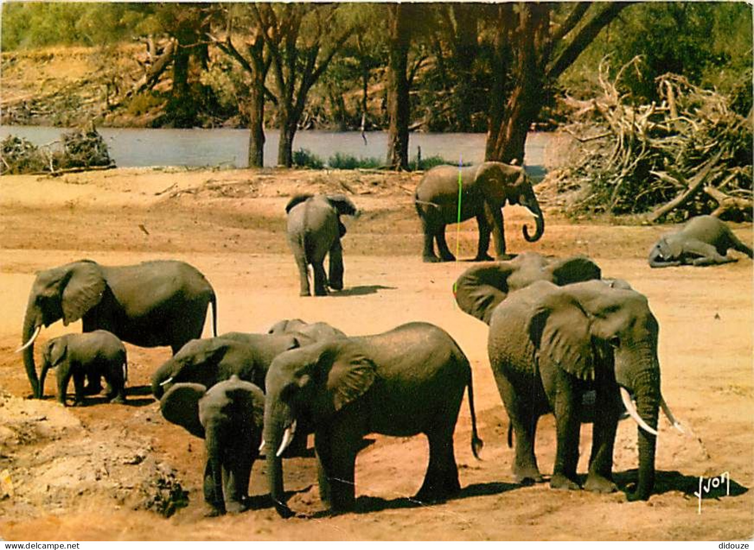 Animaux - Eléphants - Animaux D'Afrique En Liberté - Troupeau D'éléphants - CPM - Voir Scans Recto-Verso - Olifanten