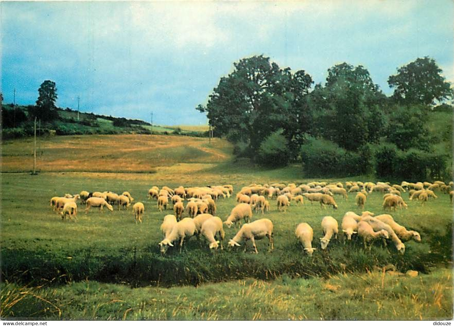 Animaux - Moutons - Aveyron - Les Moutons - CPM - Voir Scans Recto-Verso - Sonstige & Ohne Zuordnung