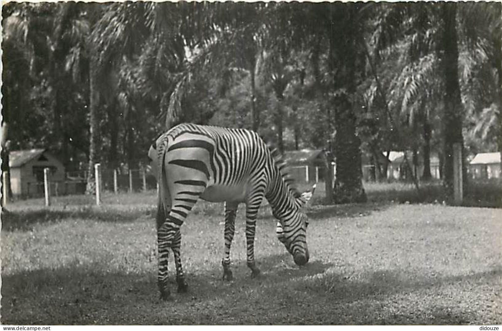 Animaux - Zèbres - Région De Brazzaville - Mention Photographie Véritable - Carte Dentelée - CPSM Format CPA - Voir Scan - Zèbres