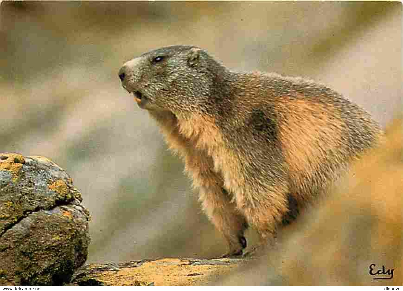 Animaux - Marmottes - CPM - Voir Scans Recto-Verso - Sonstige & Ohne Zuordnung