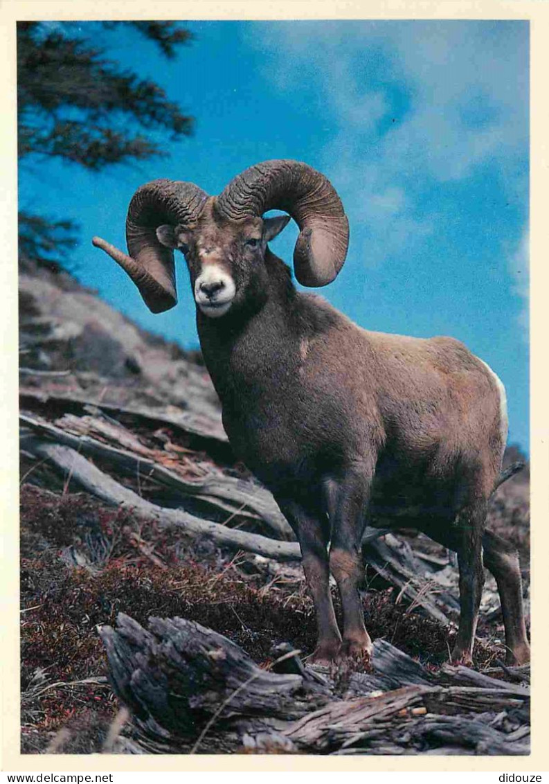 Animaux - Chèvres - Canada - Rocky Mountain Sheep - CPM - Voir Scans Recto-Verso - Sonstige & Ohne Zuordnung