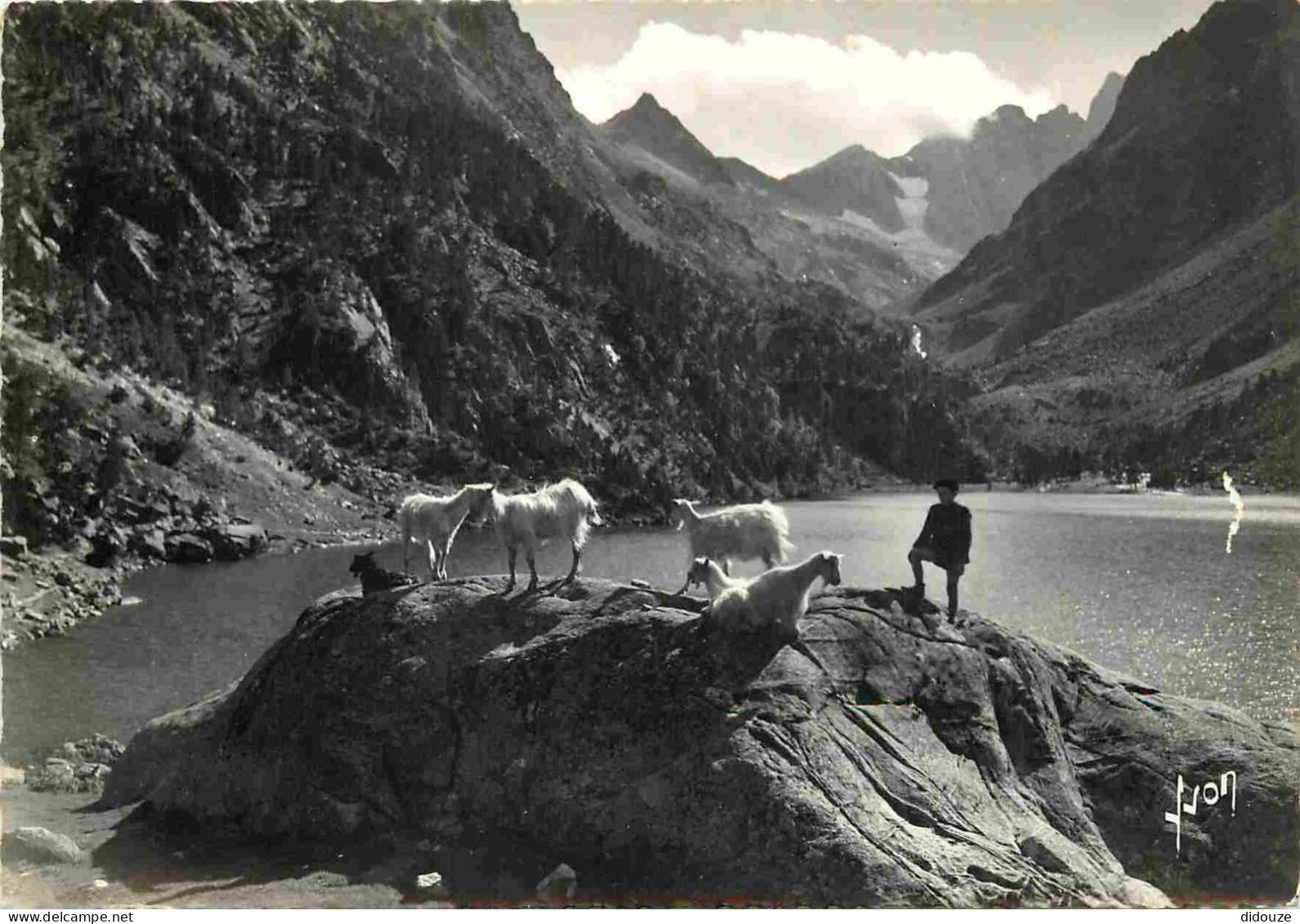 Animaux - Chèvres - Lac De Gaube - Au Fond Le Vignemale - Mention Photographie Véritable - Carte Dentelée - CPSM Grand F - Sonstige & Ohne Zuordnung