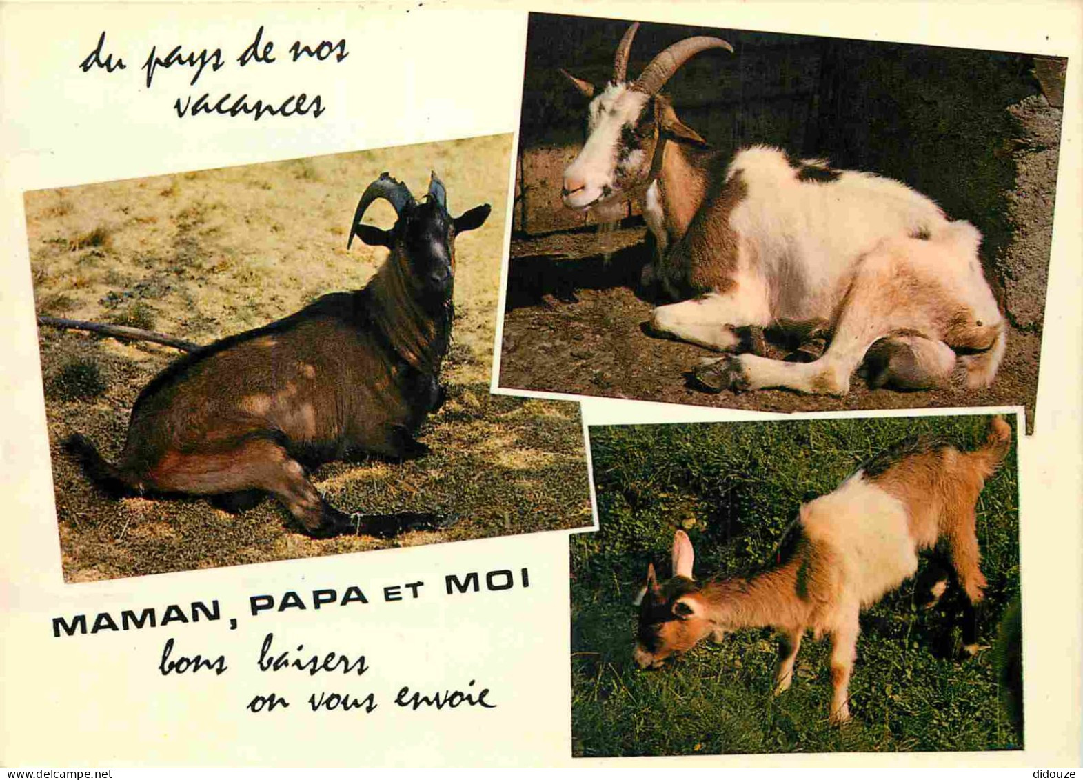 Animaux - Chèvres - Carte à Message Humoristique - CPM - Voir Scans Recto-Verso - Other & Unclassified