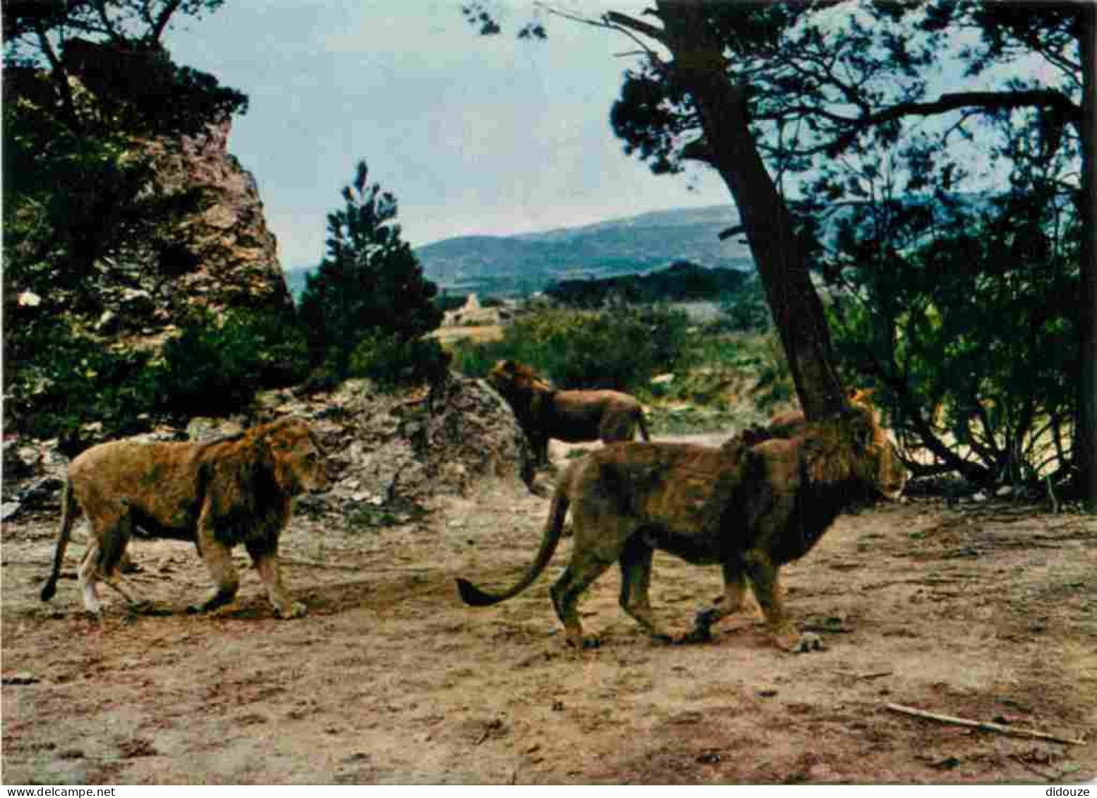 Animaux - Fauves - Lion - Réserve Africaine De Sigean - Zoo - CPM - Voir Scans Recto-Verso - Löwen