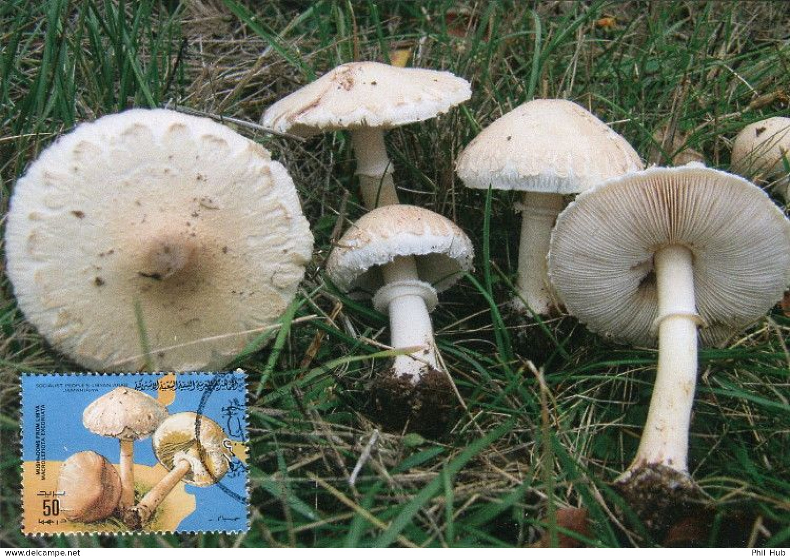 LIBYA 1985 Mushrooms "Macrolepiota Excoriata" (maximum-card) #6 - Mushrooms