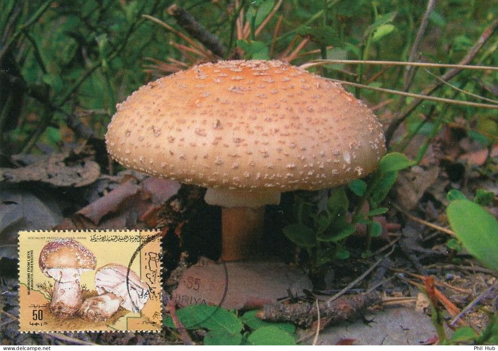 LIBYA 1985 Mushrooms "Amanita Rubenscens" (maximum-card) #15 - Pilze