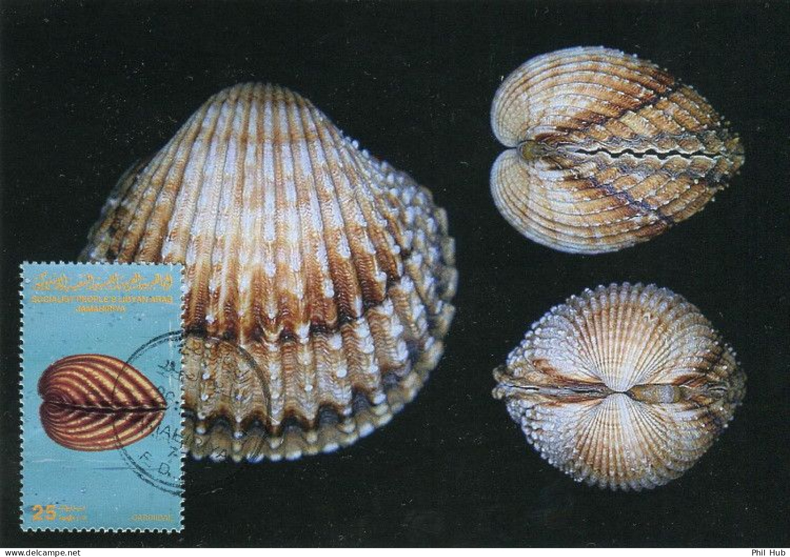 LIBYA 1985 Shells "Cardiidae" (maximum-card) #3 - Schelpen