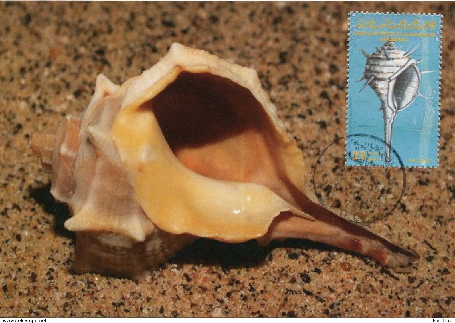 LIBYA 1985 Shells "Muricidae" (maximum-card) #2 - Muscheln