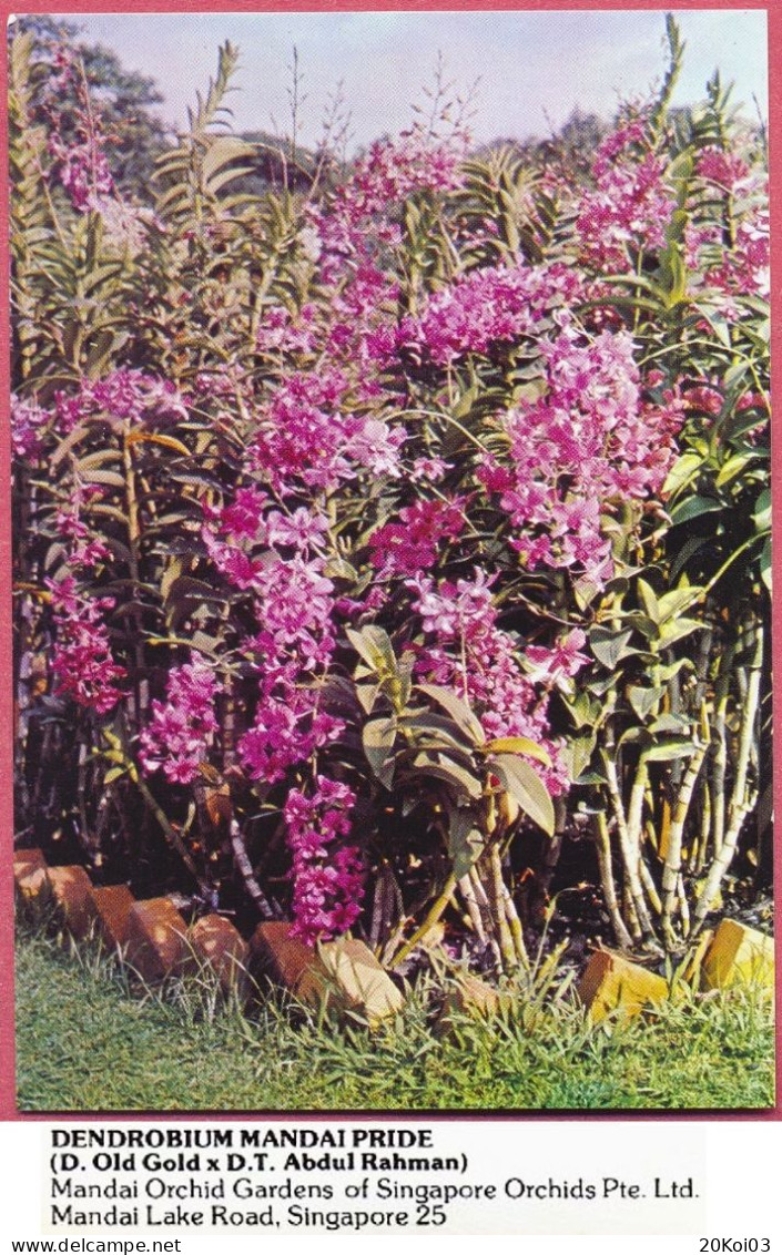 Singapore DENDROBIUM Mandai Pride Orchids Gardens Pte Ltd,1980's Maindai Lake Road 25, Vintage_UNC_cpc - Singapour