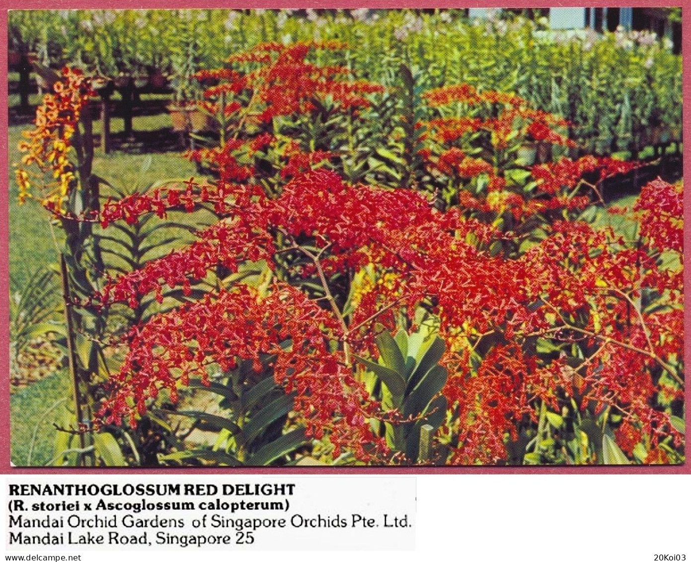 Singapore RENANTHOGLOSSUM RED Orchid Mandai Gardens Of Orchids Pte Ltd. 1980's Maindai Lake Road 25, Vintage_UNC_cpc - Singapour