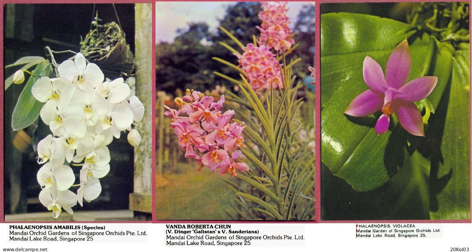 Singapore Mandai Orchid Gardens Of Singapore Orchids Pte Ltd. 1980's, Maindai Lake Road, Singapore 25, Vintage_UNC_cpc - Singapur