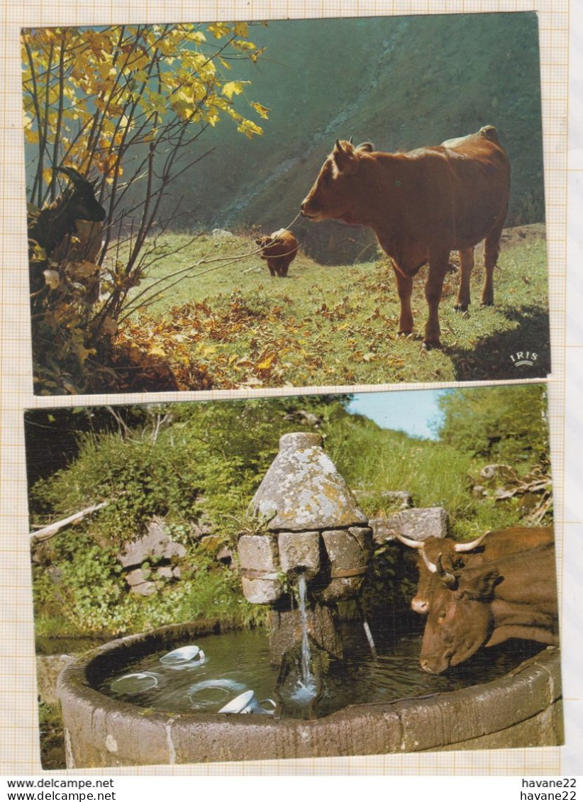 8AK4087 EN AUVERGNE  VACHES TROUPEAU ABREVOIR  Lot De 6 Cartes   2 SCAN6 - Auvergne