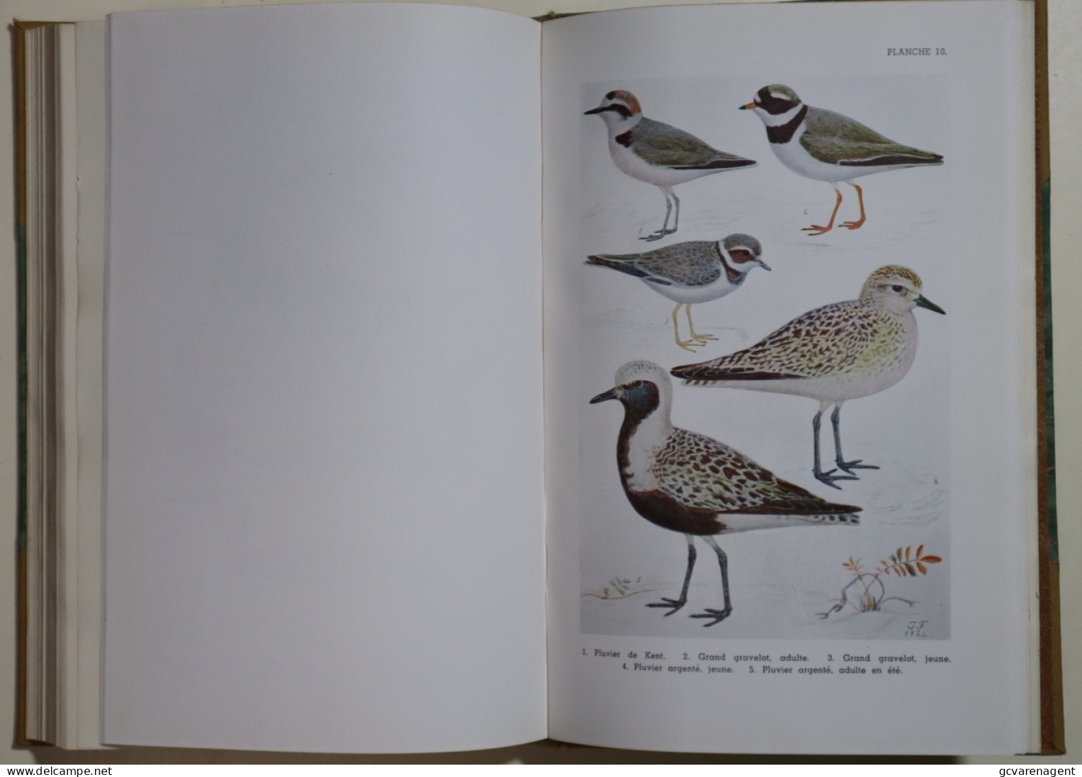 LES OISEAUX DE BELGIQUE PAR LEON LIPPENS 252 PAGES ET 20 PLANCHE. - BON ETAT - 230 X 155 X 25 MM