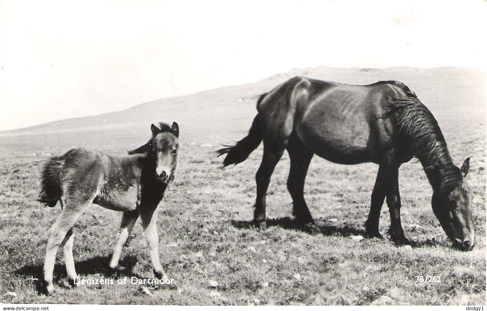 DARTMOOR PONIES, DARTMOOR, DEVON, ENGLAND. UNUSED POSTCARD My5 - Chevaux