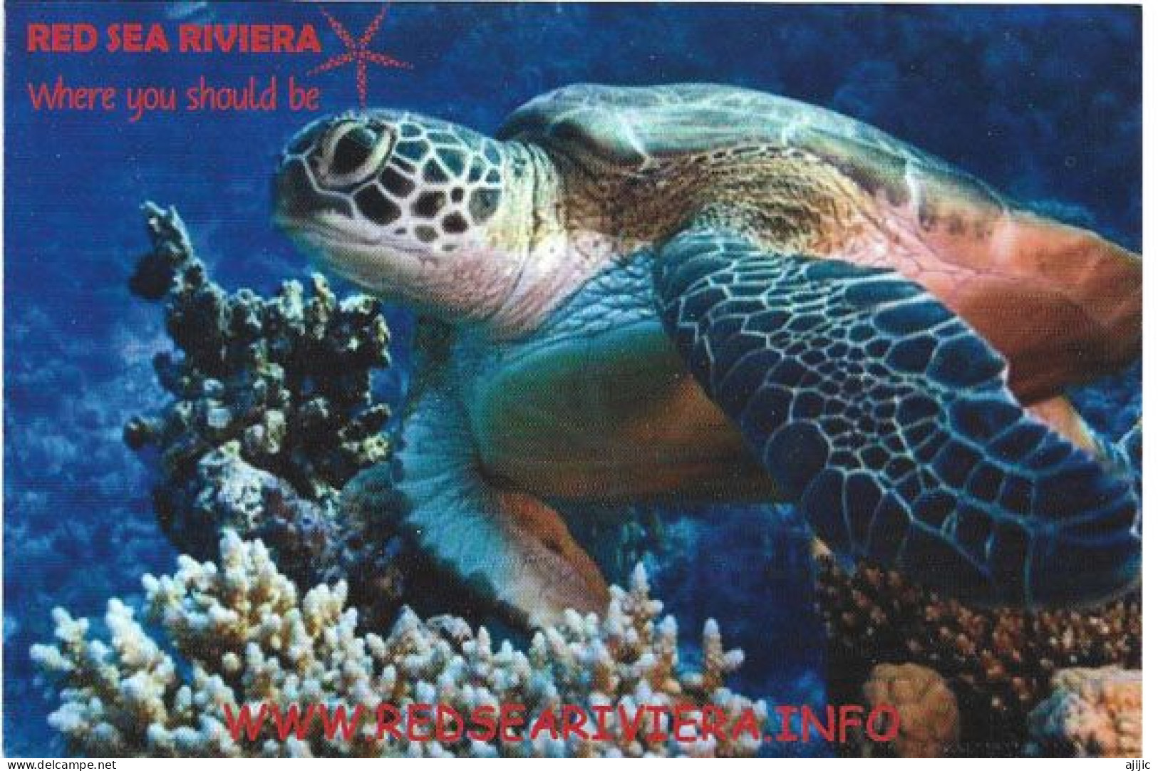 RED SEA RIVIERA (Leatherback Turtle) Postcard.  New-unused - Schildpadden