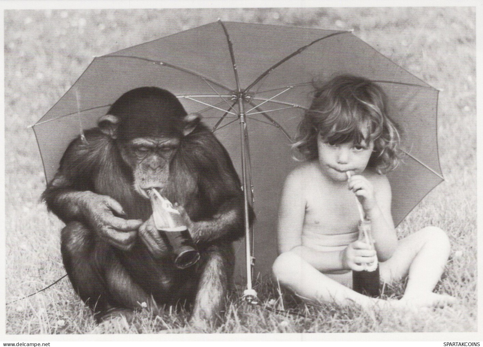 SCIMMIA Animale Vintage Cartolina CPSM #PAN974.A - Monkeys