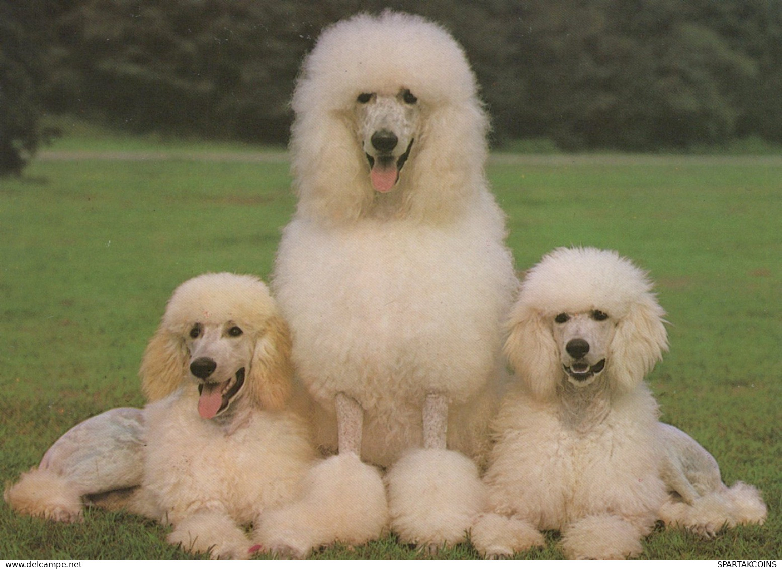 DOG Animals Vintage Postcard CPSM #PAN457.A - Hunde